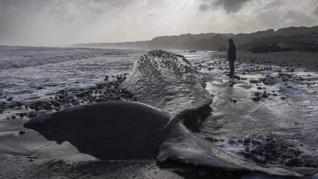 Stranded sperm whales provide insights into their genetics and ecology ...