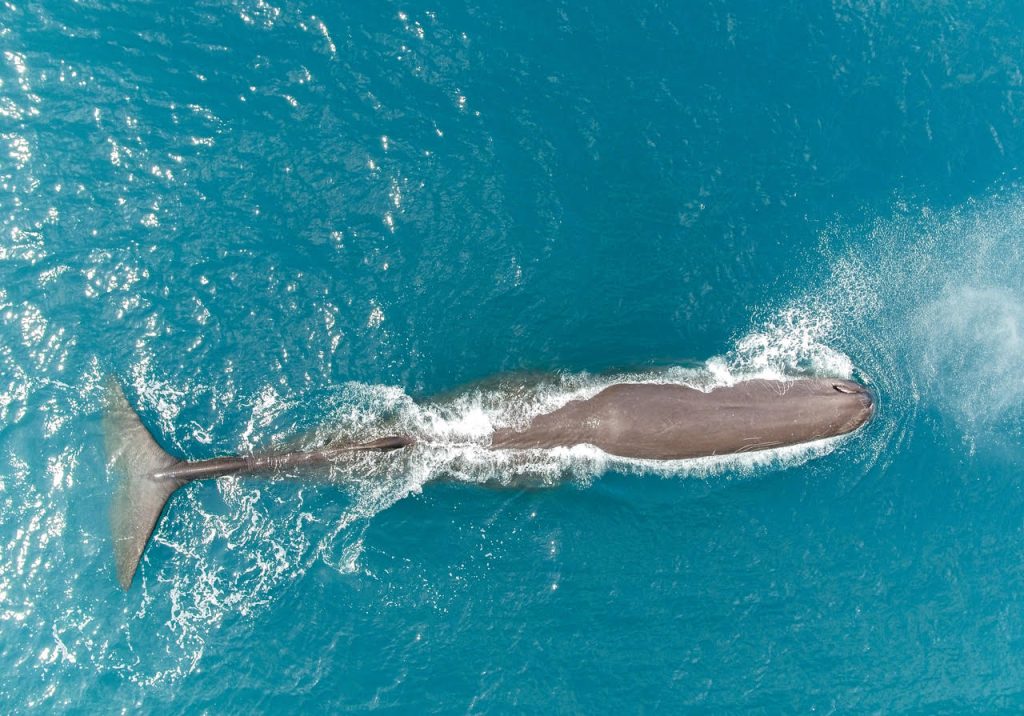 Multi-decadal observations of the size structure of sperm whales at ...